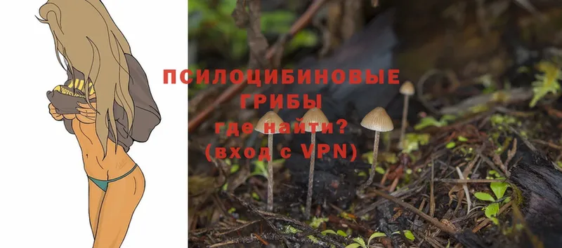 Псилоцибиновые грибы Psilocybe  ссылка на мегу вход  Кимовск 